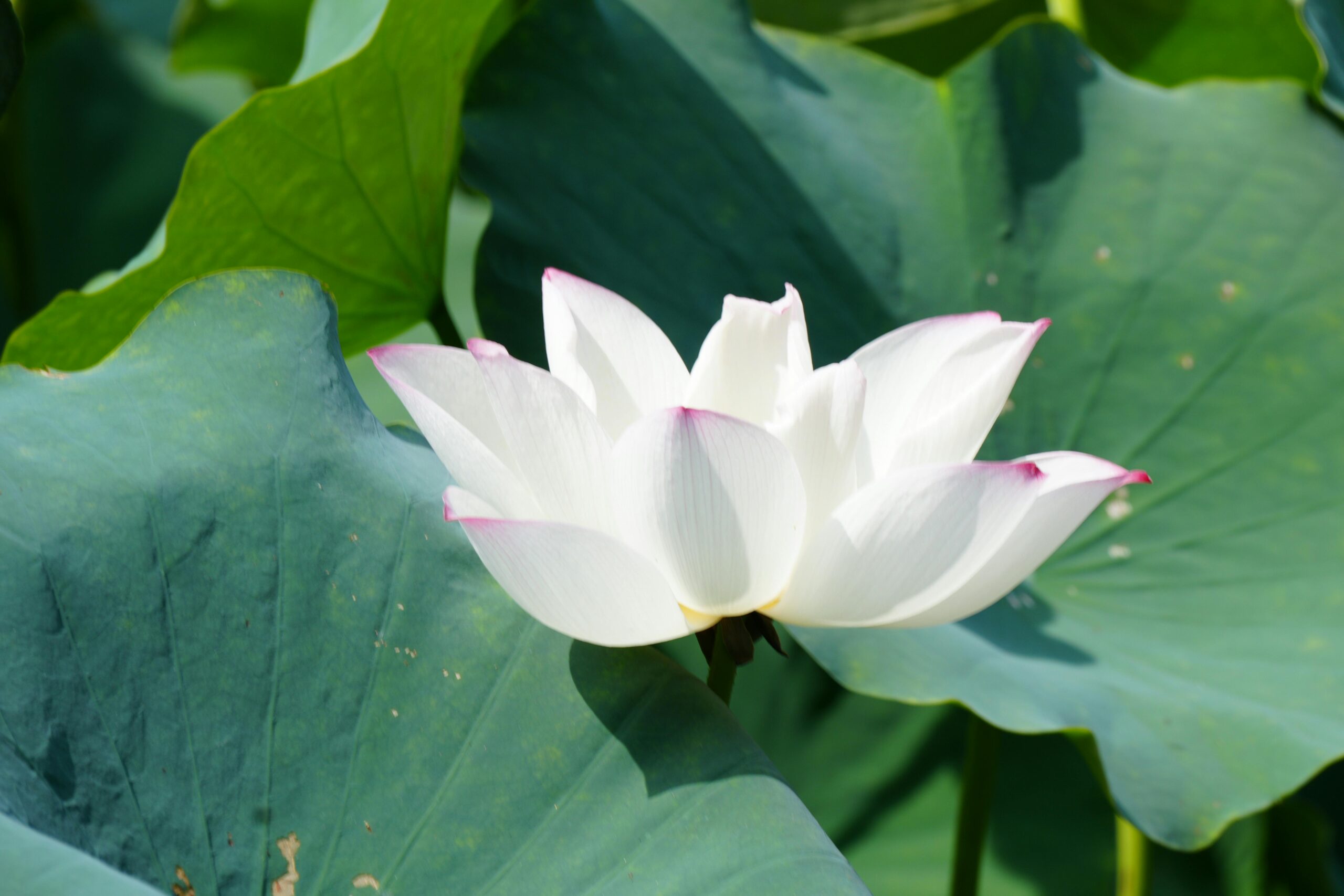 pexels-photo-32718329-32718329 | Architettura Maharishi Vastu Elegant white lotus flower surrounded by lush green leaves in natural sunlight.